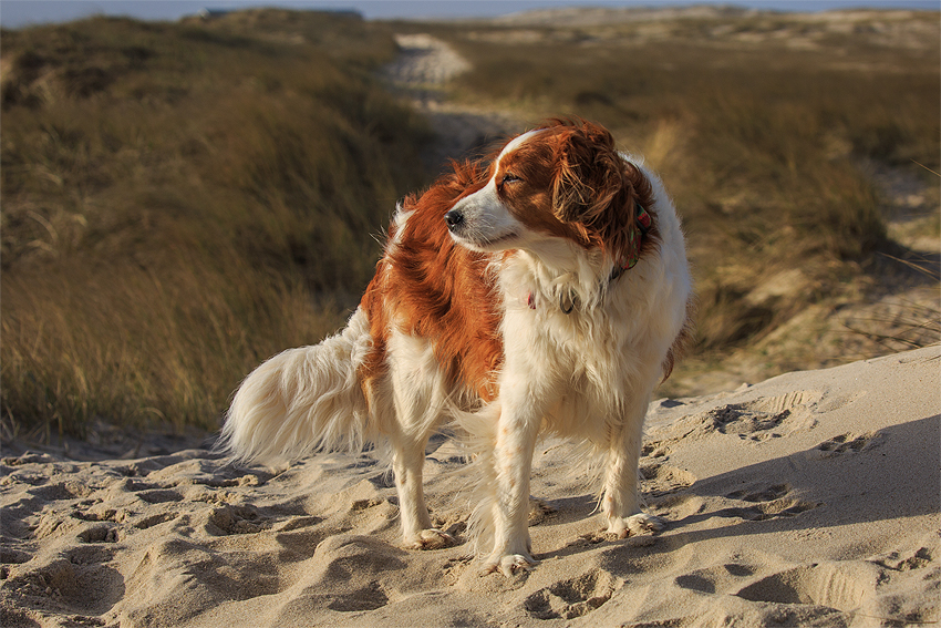 Kooikerhondje in Dänemark 2019