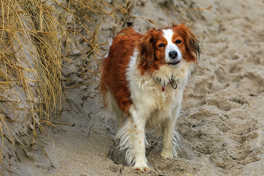 Kooikerhondje in Dänemark 2019