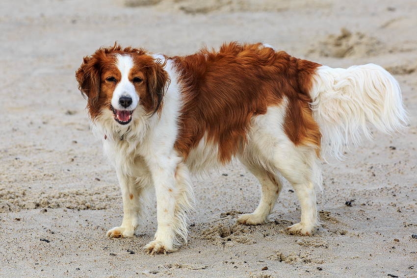 Kooikerhondje in Dänemark 2019