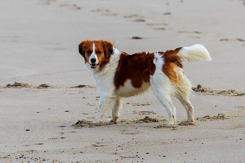 Kooikerhondje in Dänemark 2019