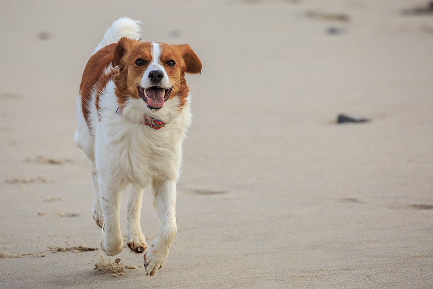 Kooikerhondje in Dänemark 2019