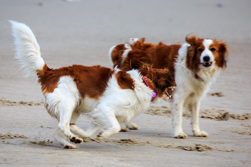 Kooikerhondje in Dänemark 2019