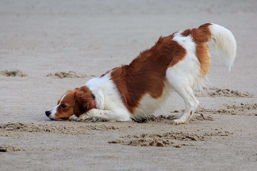 Kooikerhondje in Dänemark 2019