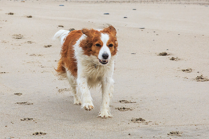 Kooikerhondje in Dänemark 2019