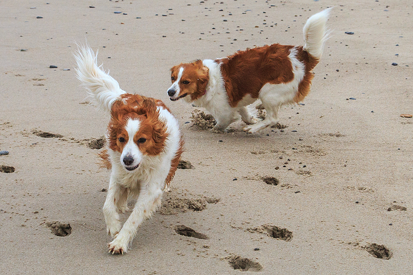 Kooikerhondje in Dänemark 2019