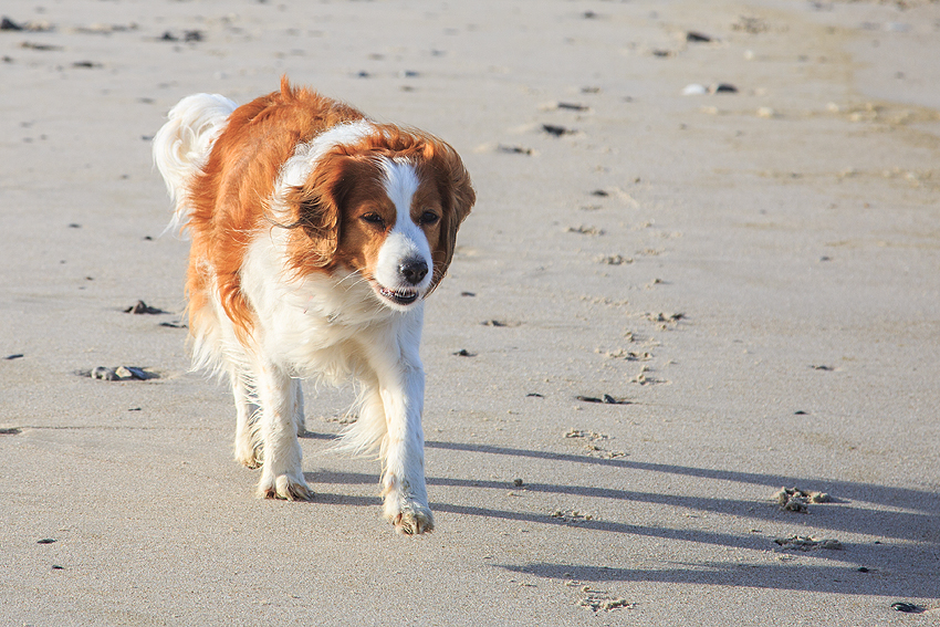 Kooikerhondje in Dänemark 2019