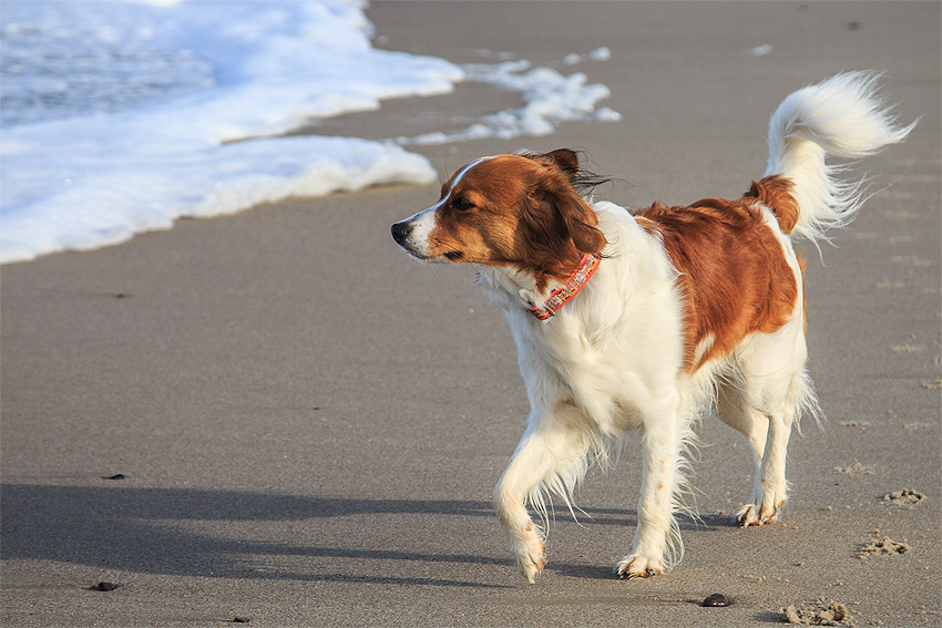 Kooikerhondje in Dänemark 2019