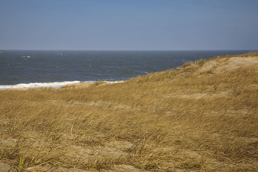 Kooikerhondje in Dänemark 2019