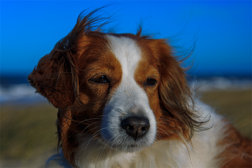 Kooikerhondje in Dänemark 2019