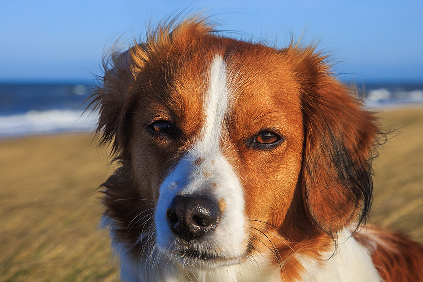 Kooikerhondje in Dänemark 2019