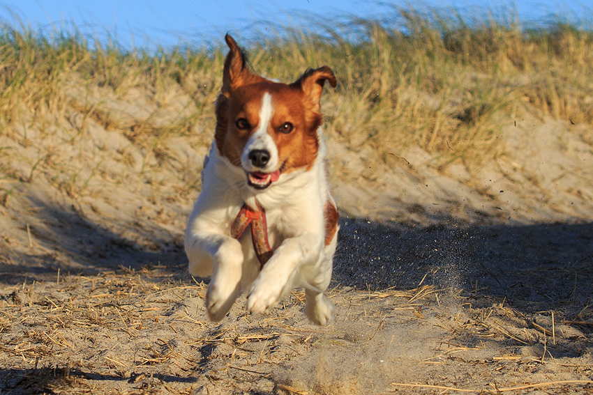 Kooikerhondje in Dänemark 2019