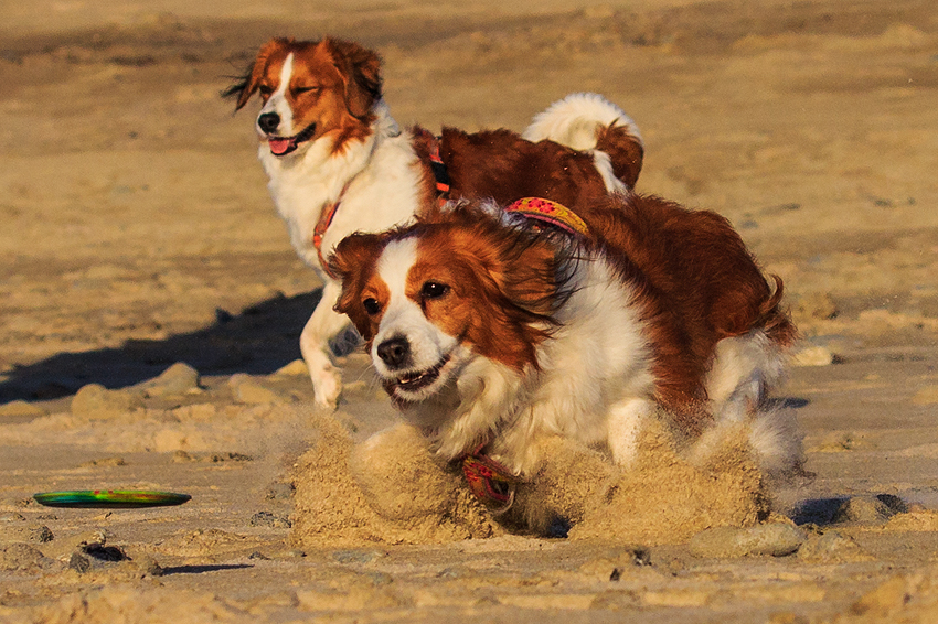 Kooikerhondje in Dänemark 2019