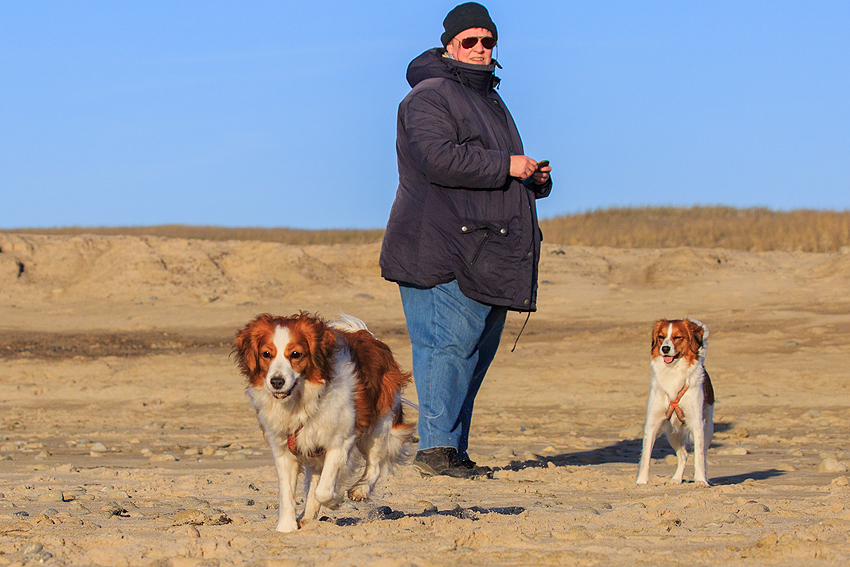 Kooikerhondje in Dänemark 2019