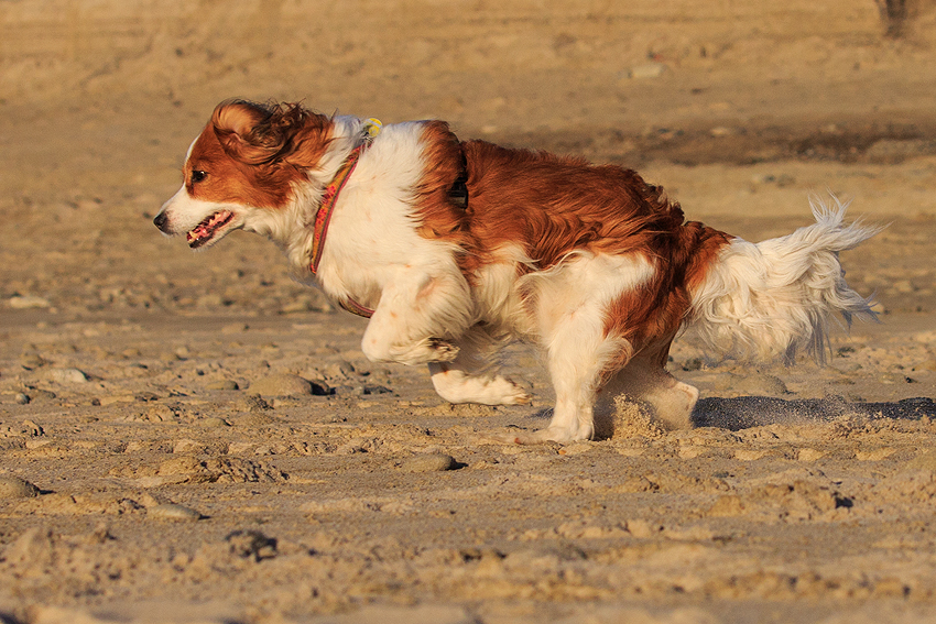 Kooikerhondje in Dänemark 2019