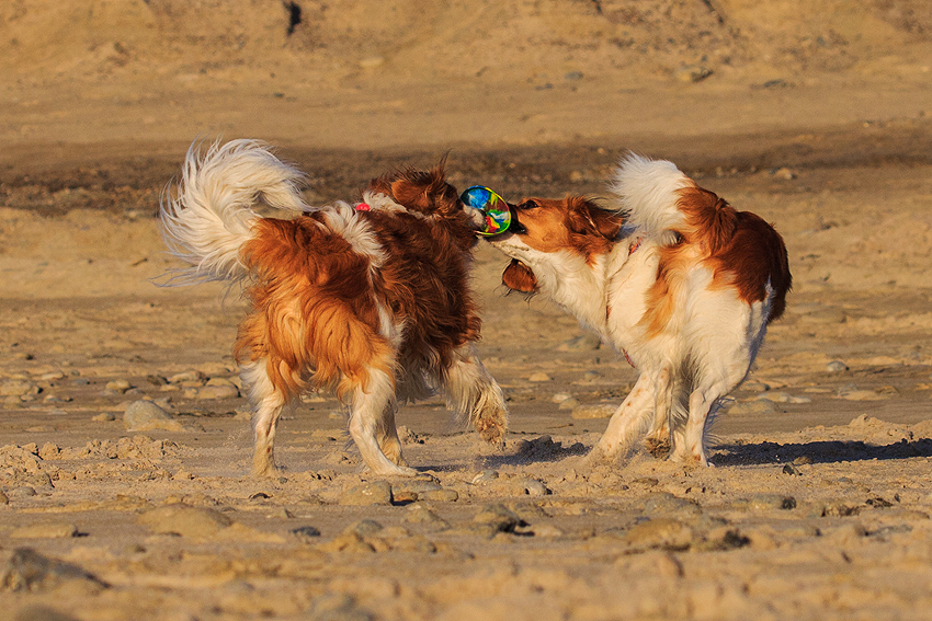 Kooikerhondje in Dänemark 2019