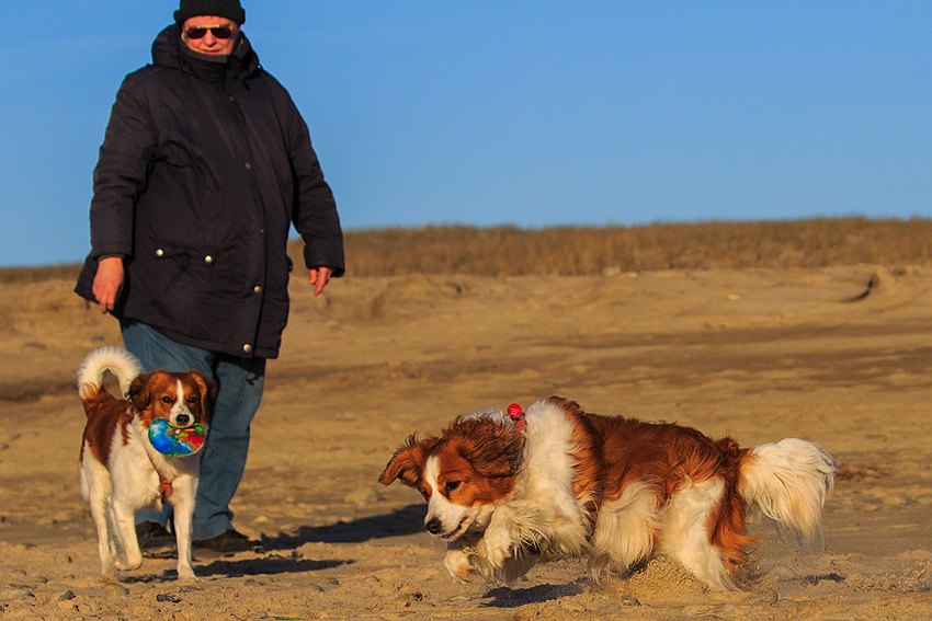 Kooikerhondje in Dänemark 2019