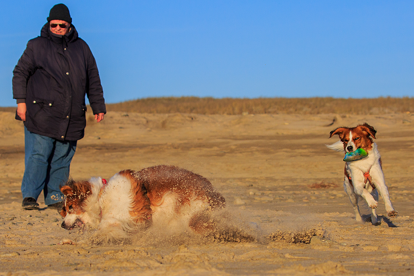 Kooikerhondje in Dänemark 2019