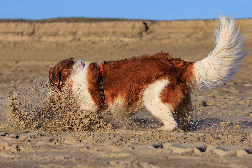 Kooikerhondje in Dänemark 2019