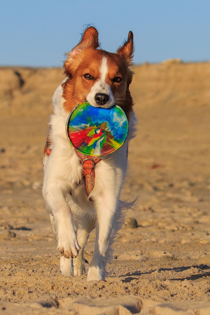 Kooikerhondje in Dänemark 2019