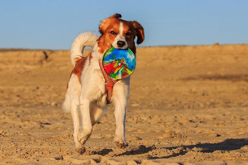 Kooikerhondje in Dänemark 2019