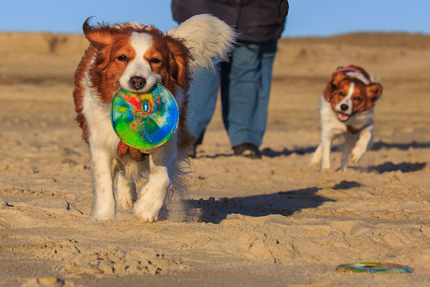 Kooikerhondje in Dänemark 2019