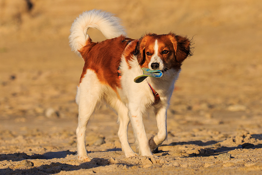 Kooikerhondje in Dänemark 2019