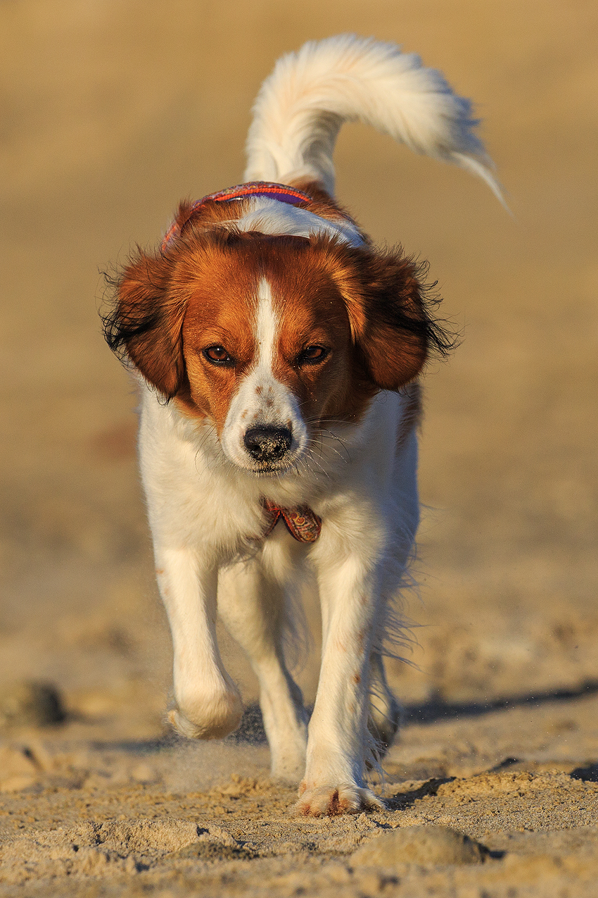 Kooikerhondje in Dänemark 2019