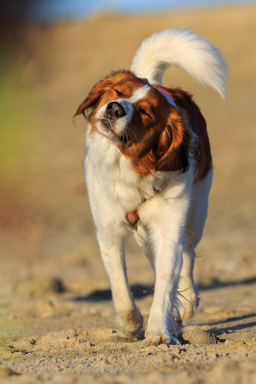 Kooikerhondje in Dänemark 2019