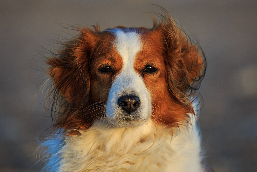 Kooikerhondje in Dänemark 2019