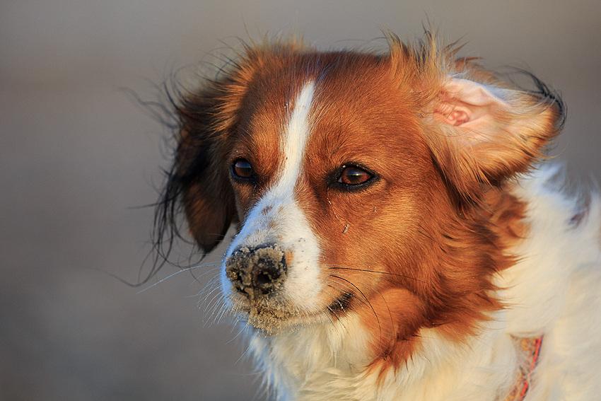 Kooikerhondje in Dänemark 2019