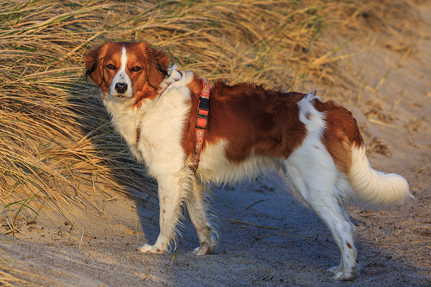 Kooikerhondje in Dänemark 2019