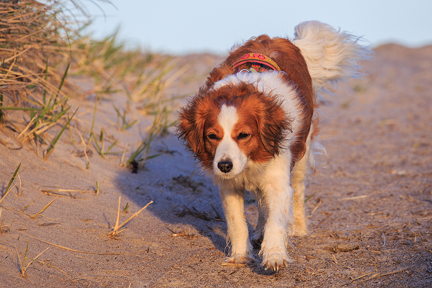 Kooikerhondje in Dänemark 2019