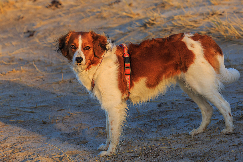 Kooikerhondje in Dänemark 2019