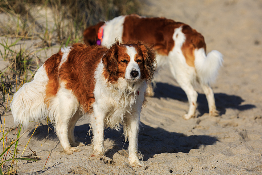 Kooikerhondje in Dänemark 2019