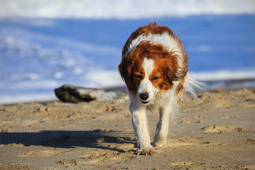 Kooikerhondje in Dänemark 2019