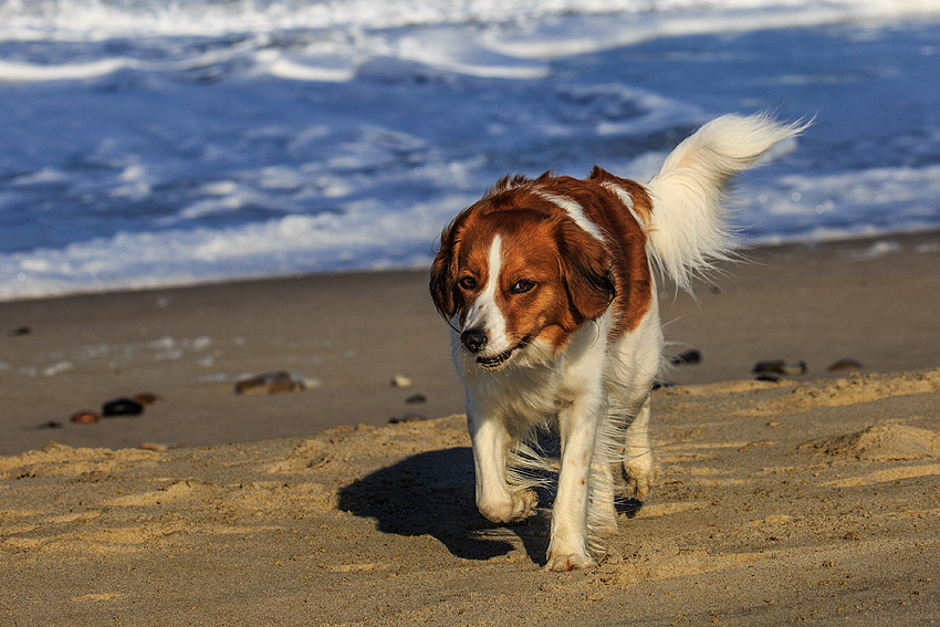 Kooikerhondje in Dänemark 2019