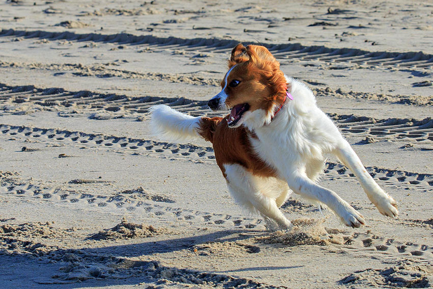 Kooikerhondje in Dänemark 2019