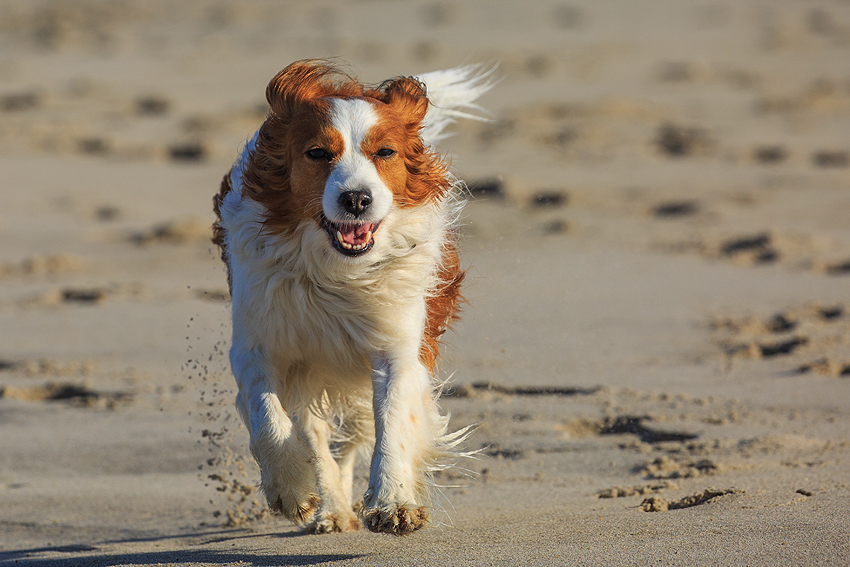 Kooikerhondje in Dänemark 2019