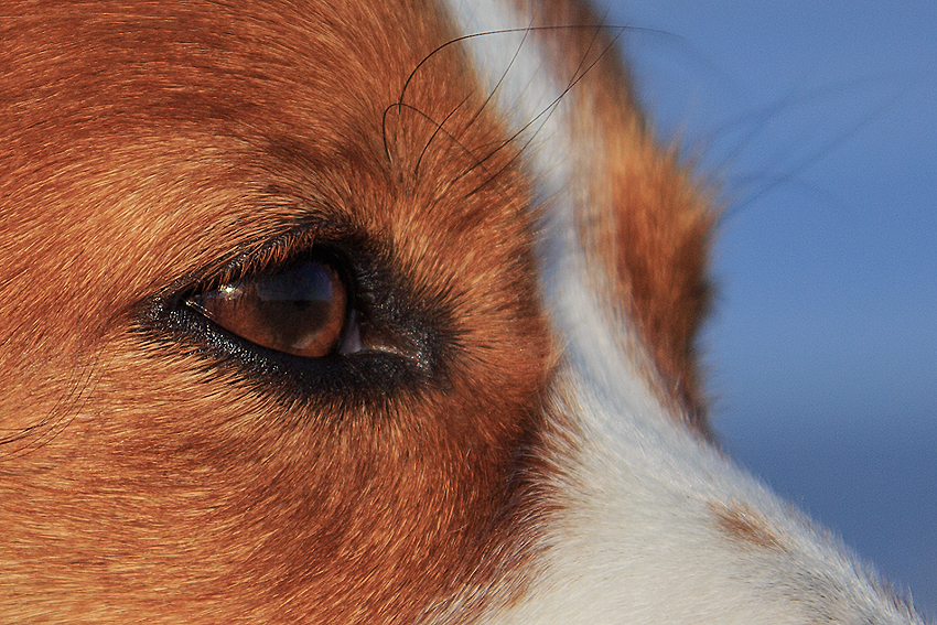 Kooikerhondje in Dänemark 2019