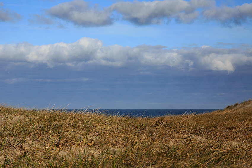 Kooikerhondje in Dänemark 2019