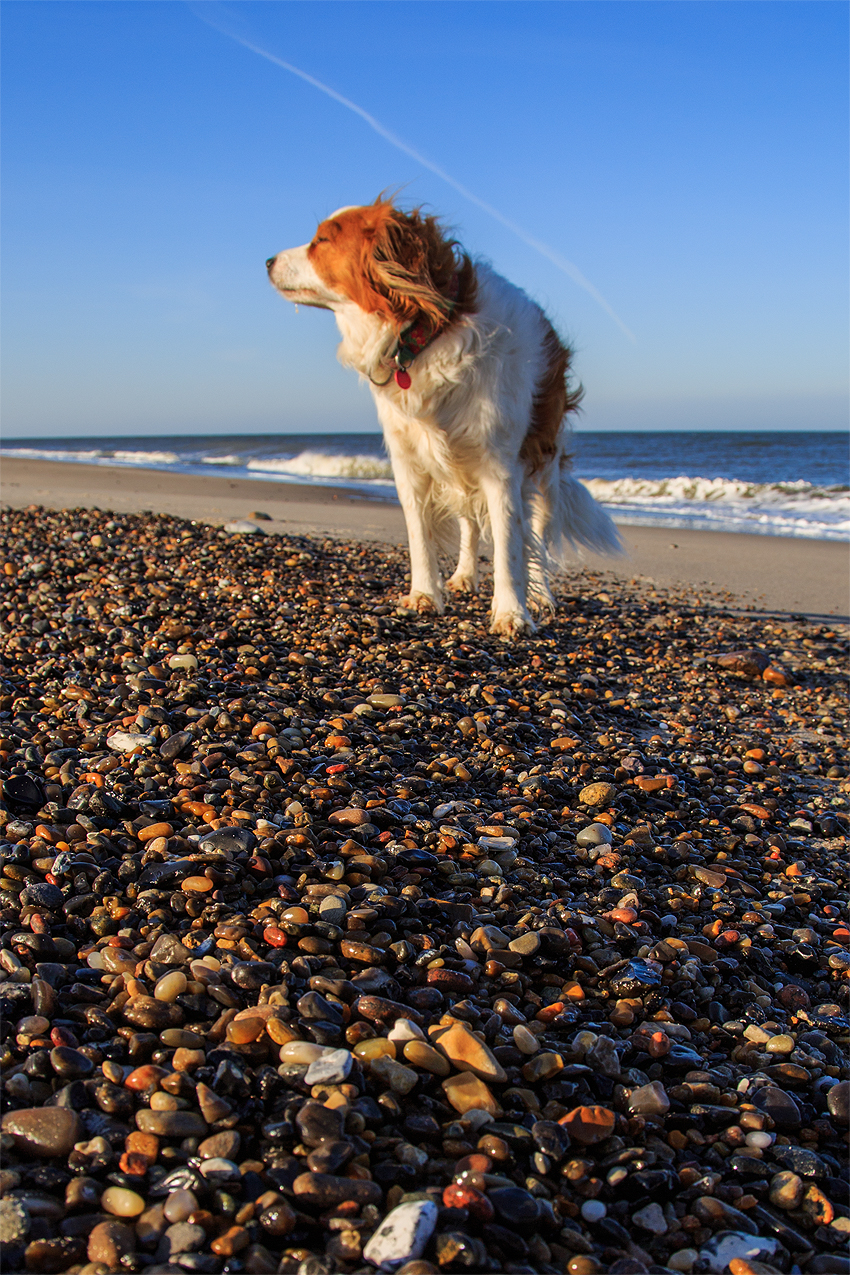 Kooikerhondje in Dänemark 2019