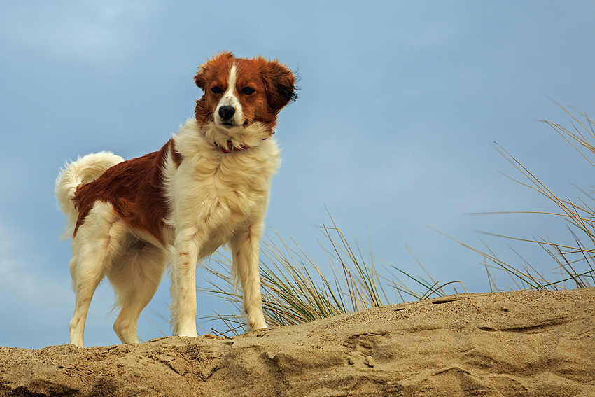 Kooikerhondje in Dänemark 2019
