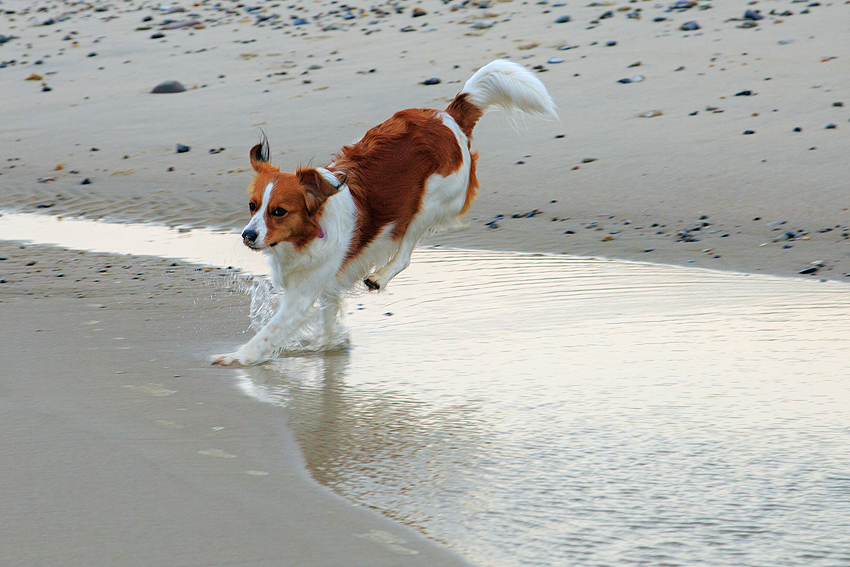 Kooikerhondje in Dänemark 2019