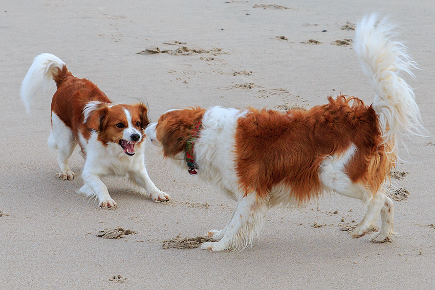 Kooikerhondje in Dänemark 2019