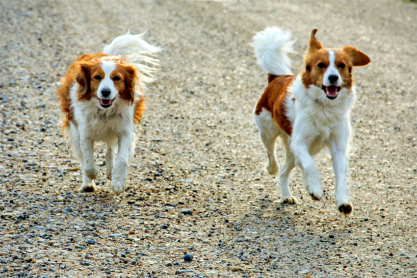 Kooikerhondje in Dänemark 2019