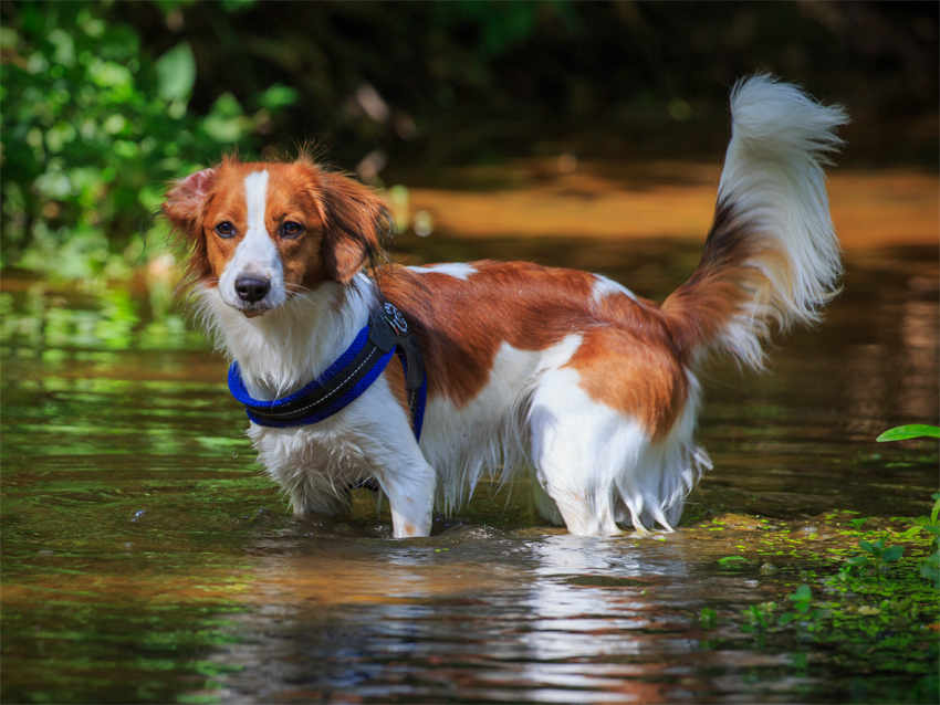 H-Wurf Kooikerspaziergang September 2019