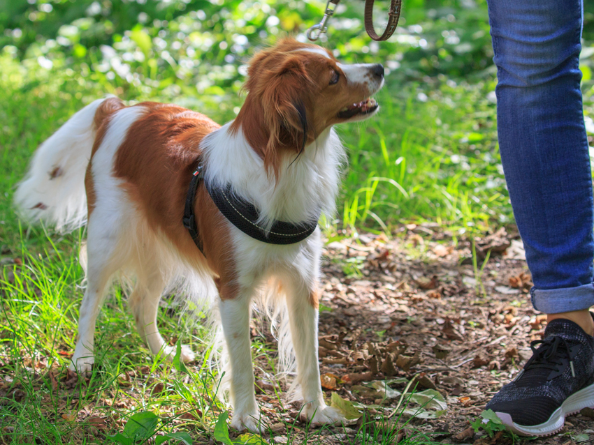 H-Wurf Kooikerspaziergang September 2019