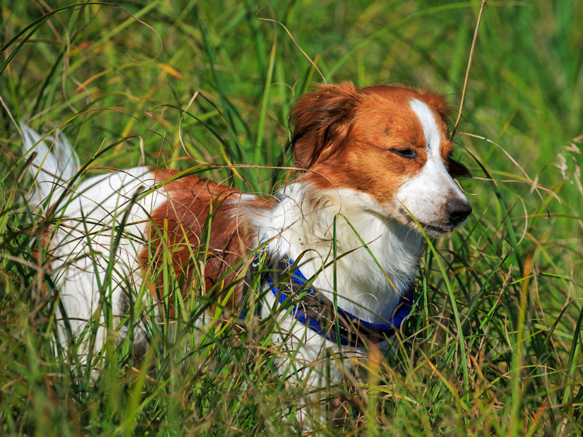 H-Wurf Kooikerspaziergang September 2019