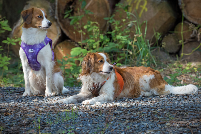 Kooikerhondje aus Langenhorn