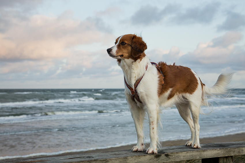 Kooikerhondje aus Langenhorn